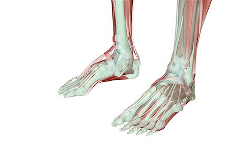 foot skeleton image - The musculoskeleton of the feet Stock Photo - Premium Royalty-Free, Code: 671-02093476