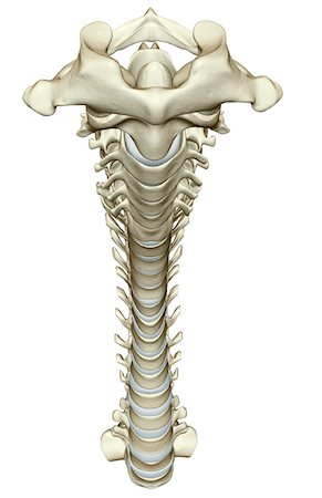 The vertebral column Stock Photo - Premium Royalty-Free, Code: 671-02093477