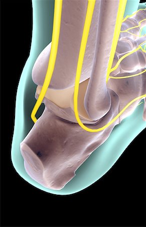 simsearch:671-02097719,k - The nerves of the foot Foto de stock - Sin royalties Premium, Código: 671-02093471