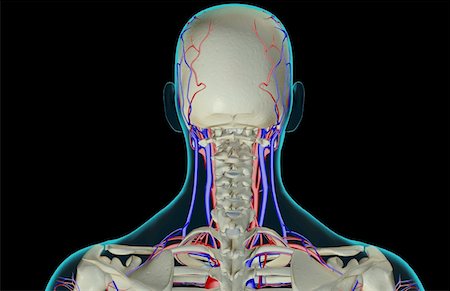 The blood supply of the head and neck Foto de stock - Sin royalties Premium, Código: 671-02093472