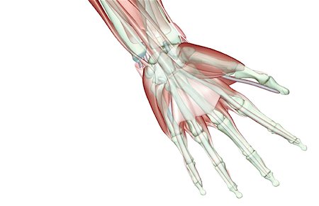 simsearch:671-02098580,k - The musculoskeleton of the hand Foto de stock - Royalty Free Premium, Número: 671-02093482