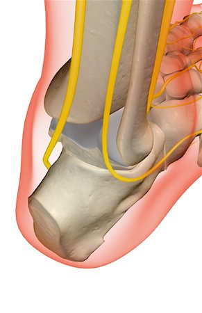 simsearch:671-02097719,k - The nerves of the foot Foto de stock - Sin royalties Premium, Código: 671-02093495