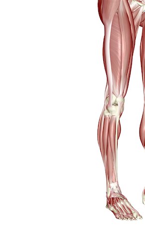 The muscles of the lower limb Stock Photo - Premium Royalty-Free, Code: 671-02093501