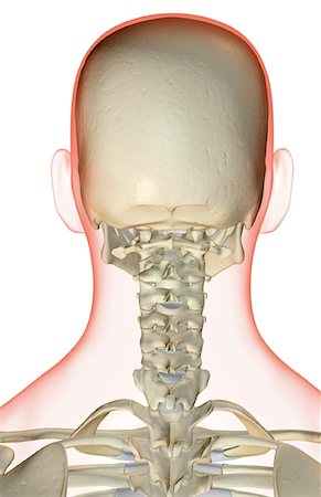 skeleton neck - The bones of the head and neck Foto de stock - Sin royalties Premium, Código: 671-02093502
