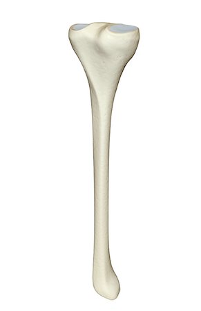 The tibia Foto de stock - Royalty Free Premium, Número: 671-02093503