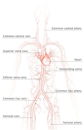 The blood vessels of the upper body Stock Photo - Premium Royalty-Free, Code: 671-02093519