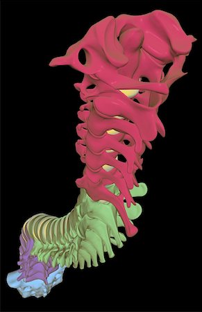 The vertebral column Stock Photo - Premium Royalty-Free, Code: 671-02093512
