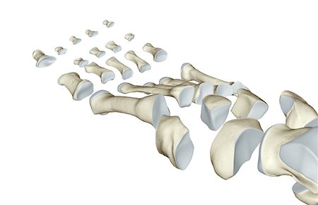 foot skeleton image - The bones of the foot Stock Photo - Premium Royalty-Free, Code: 671-02093526
