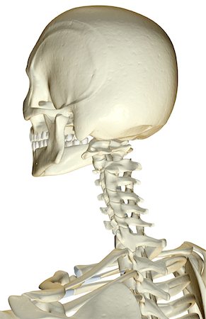 The bones of the head and neck Stock Photo - Premium Royalty-Free, Code: 671-02093529