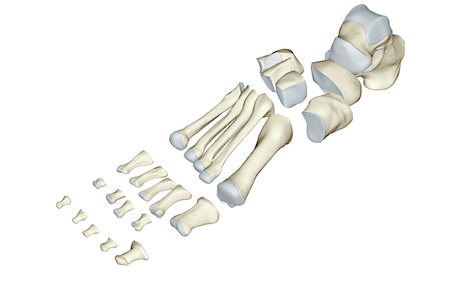 foot skeleton image - The bones of the foot Stock Photo - Premium Royalty-Free, Code: 671-02093521