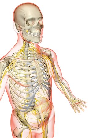 simsearch:671-02098491,k - The nerves of the upper body Foto de stock - Sin royalties Premium, Código: 671-02093537