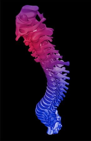 spine anatomy back view - The vertebral column Stock Photo - Premium Royalty-Free, Code: 671-02093530