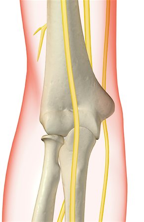 skeleton - The nerves of the elbow Stock Photo - Premium Royalty-Free, Code: 671-02093532