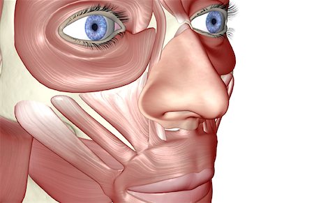 face illustration - The muscles of the face Stock Photo - Premium Royalty-Free, Code: 671-02093540