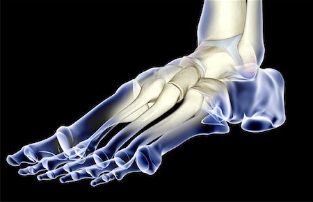 skeleton with black background - The bones of the foot Stock Photo - Premium Royalty-Free, Code: 671-02093542