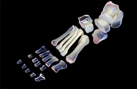 The bones of the foot Stock Photo - Premium Royalty-Free, Code: 671-02093554