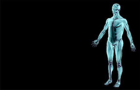 skeleton with black background - The muscular system Stock Photo - Premium Royalty-Free, Code: 671-02093558