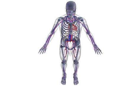 simsearch:671-02098380,k - The vascular system Fotografie stock - Premium Royalty-Free, Codice: 671-02093551