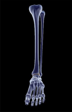 foot skeleton image - The bones of the leg Stock Photo - Premium Royalty-Free, Code: 671-02093579