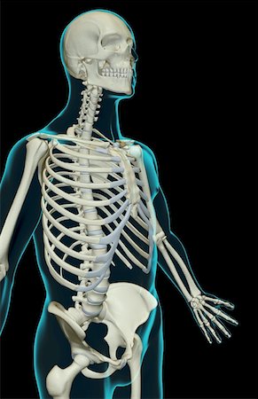simsearch:671-02095632,k - The bones of the upper body Fotografie stock - Premium Royalty-Free, Codice: 671-02093570