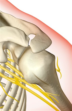 front of shoulder nerve anatomy - The nerves of the shoulder Stock Photo - Premium Royalty-Free, Code: 671-02093582