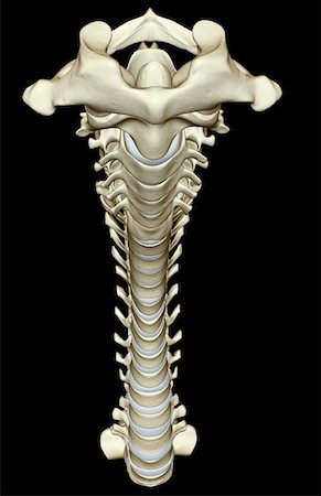 The vertebral column Foto de stock - Sin royalties Premium, Código: 671-02093596