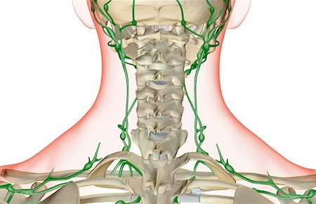skeleton neck - The lymph supply of the neck Foto de stock - Sin royalties Premium, Código: 671-02093592