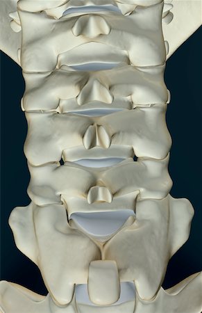 skeleton close up of neck - The bones of the neck Stock Photo - Premium Royalty-Free, Code: 671-02093606