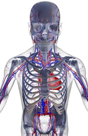 simsearch:671-02097409,k - The blood supply of the upper body Foto de stock - Sin royalties Premium, Código: 671-02093607