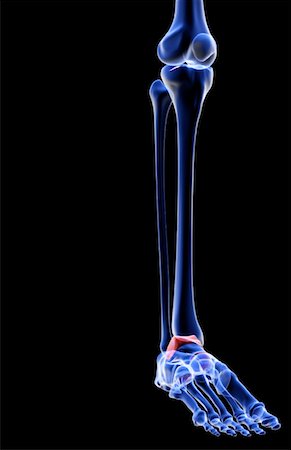 simsearch:671-02097719,k - The bones of the leg Foto de stock - Sin royalties Premium, Código: 671-02093618