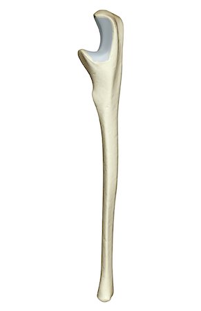 The ulna Foto de stock - Sin royalties Premium, Código: 671-02093611