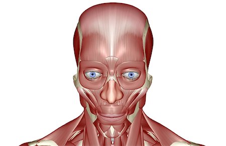 face illustration - The muscles of the head and face Stock Photo - Premium Royalty-Free, Code: 671-02093623