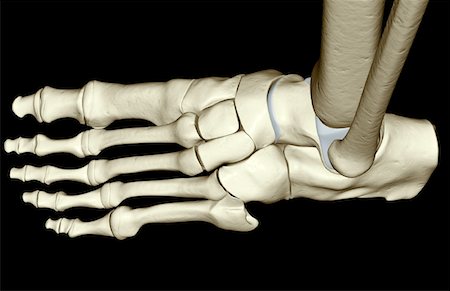 foot skeleton image - The bones of the foot Stock Photo - Premium Royalty-Free, Code: 671-02093636
