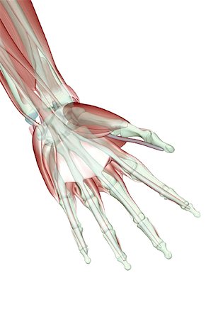 skeleton hand - The musculoskeleton of the hand Stock Photo - Premium Royalty-Free, Code: 671-02093655