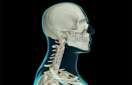 simsearch:671-02098620,k - The bones of the head and neck Fotografie stock - Premium Royalty-Free, Codice: 671-02093667