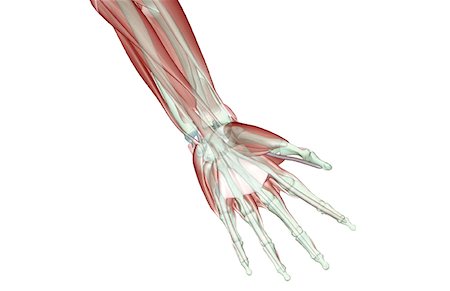 simsearch:671-02098580,k - The musculoskeleton of the hand Foto de stock - Royalty Free Premium, Número: 671-02093674