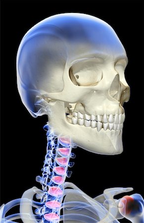 The bones of the head, neck and face Stock Photo - Premium Royalty-Free, Code: 671-02093684