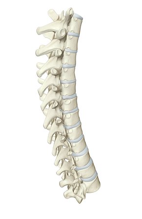 The vertebral column Stock Photo - Premium Royalty-Free, Code: 671-02093696