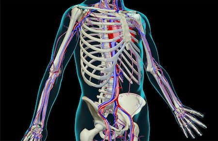 simsearch:671-02097861,k - L'approvisionnement en sang du tronc Photographie de stock - Premium Libres de Droits, Code: 671-02093698