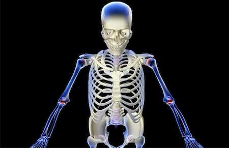 simsearch:671-02095586,k - The bones of the upper body Stock Photo - Premium Royalty-Free, Code: 671-02093690