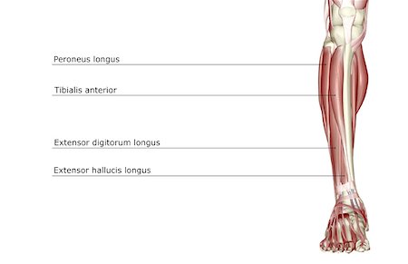 The muscles of the leg Stock Photo - Premium Royalty-Free, Code: 671-02093706