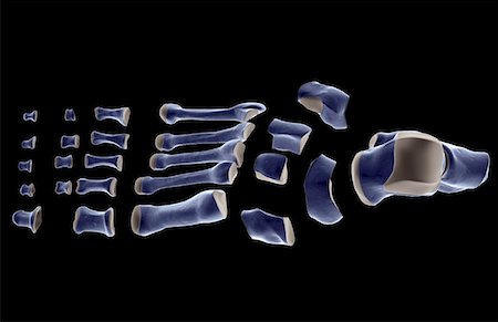 simsearch:671-02094025,k - The bones of the foot Stock Photo - Premium Royalty-Free, Code: 671-02093718