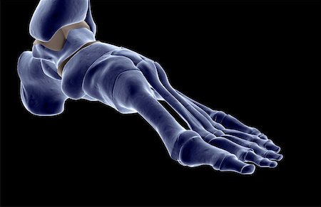 foot skeleton image - The bones of the foot Stock Photo - Premium Royalty-Free, Code: 671-02093720