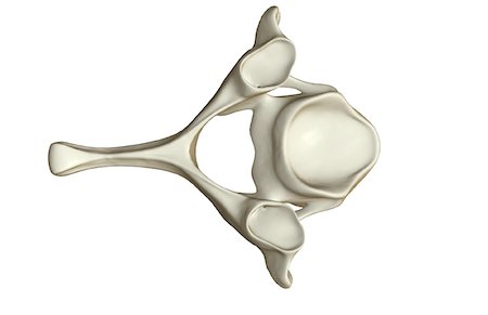spinous process - Cervical vertebra Stock Photo - Premium Royalty-Free, Code: 671-02093739