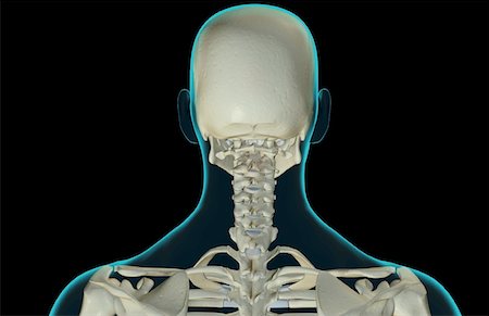 simsearch:671-02098620,k - The bones of the head and neck Fotografie stock - Premium Royalty-Free, Codice: 671-02093733