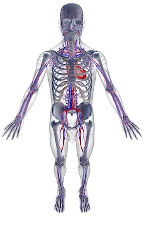 simsearch:671-02098380,k - The vascular system Fotografie stock - Premium Royalty-Free, Codice: 671-02093740