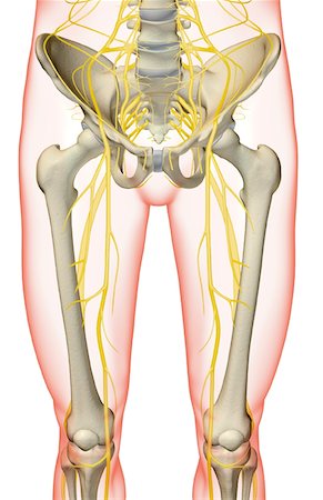 système nerveux - Les nerfs du membre inférieur Photographie de stock - Premium Libres de Droits, Code: 671-02093760