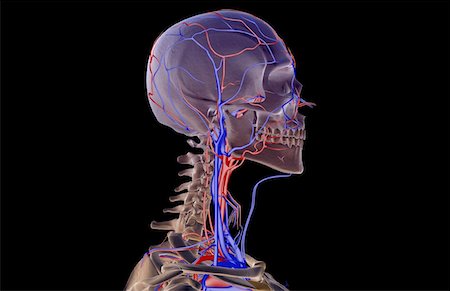 simsearch:671-02096554,k - The blood supply of the head and neck Fotografie stock - Premium Royalty-Free, Codice: 671-02093797