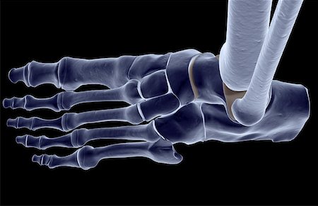 The bones of the foot Stock Photo - Premium Royalty-Free, Code: 671-02093806