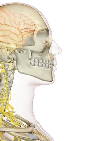 skeleton close up of neck - The brain and the cervical nerves Stock Photo - Premium Royalty-Free, Code: 671-02093803